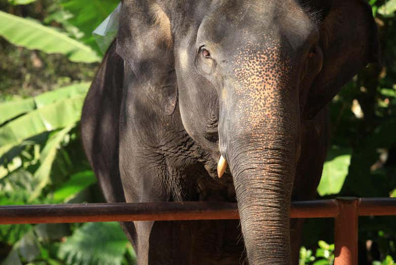 Excursión al Jungle Elephant Sanctuary