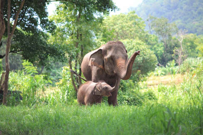 Excursión al Jungle Elephant Sanctuary