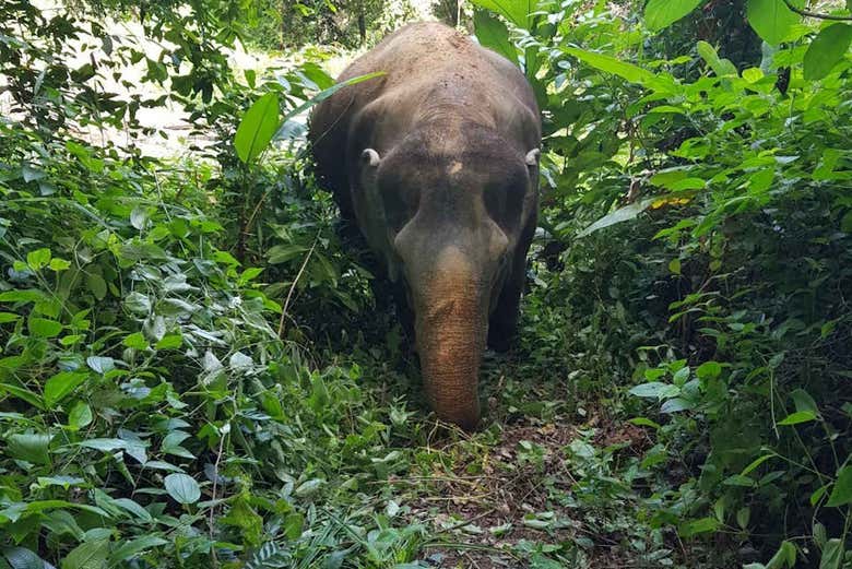 Excursión al Jungle Elephant Sanctuary