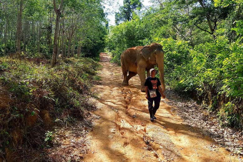 Excursión al Jungle Elephant Sanctuary