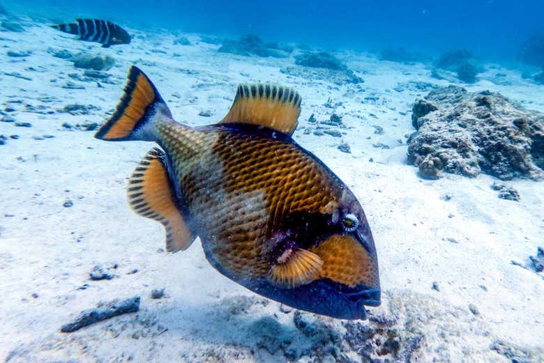Curso de buceo PADI Open Water