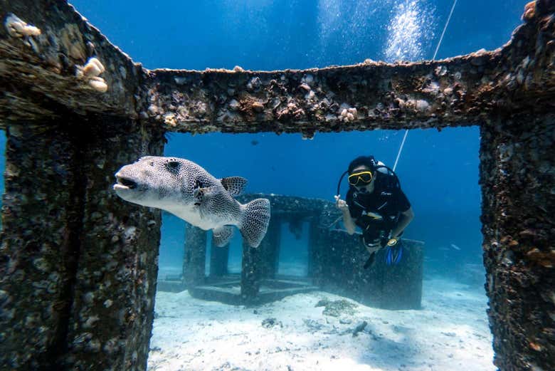 Curso de buceo PADI Open Water