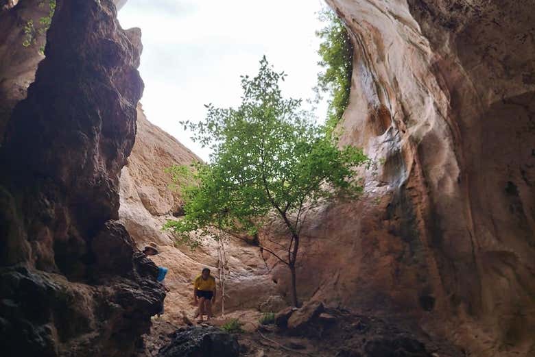 Tour por los manglares de Krabi