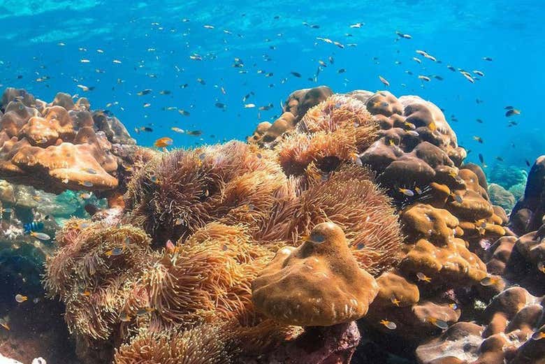 Excursión privada desde Phuket en lancha rápida