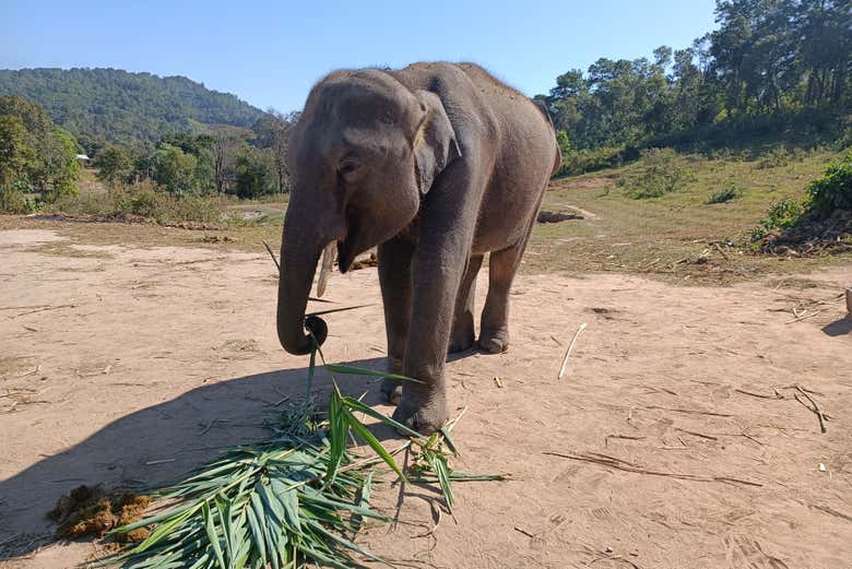 Oferta: Excursión al santuario de elefantes + Doi Inthanon