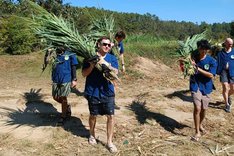 Oferta: Excursión al santuario de elefantes + Doi Inthanon