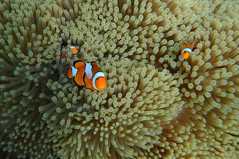 Excursión a las islas Mai Thon, Racha y Coral