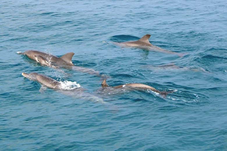 Excursión a las islas Mai Thon, Racha y Coral
