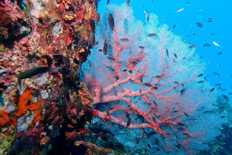 Buceo en Koh Tao