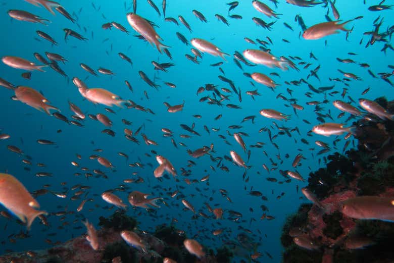 Buceo en Koh Tao