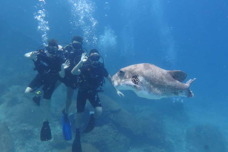 Buceo en Koh Tao