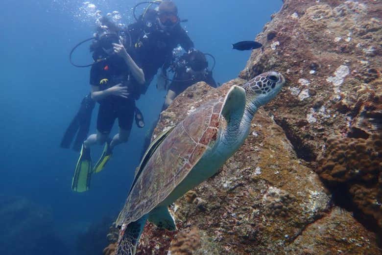 Buceo en Koh Tao