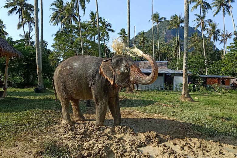 Excursión al santuario de elefantes de Ao Nang