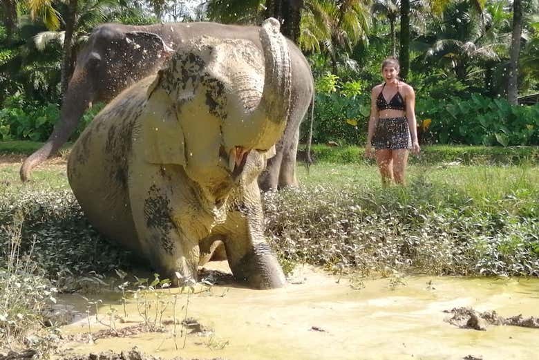 Excursión al santuario de elefantes de Ao Nang