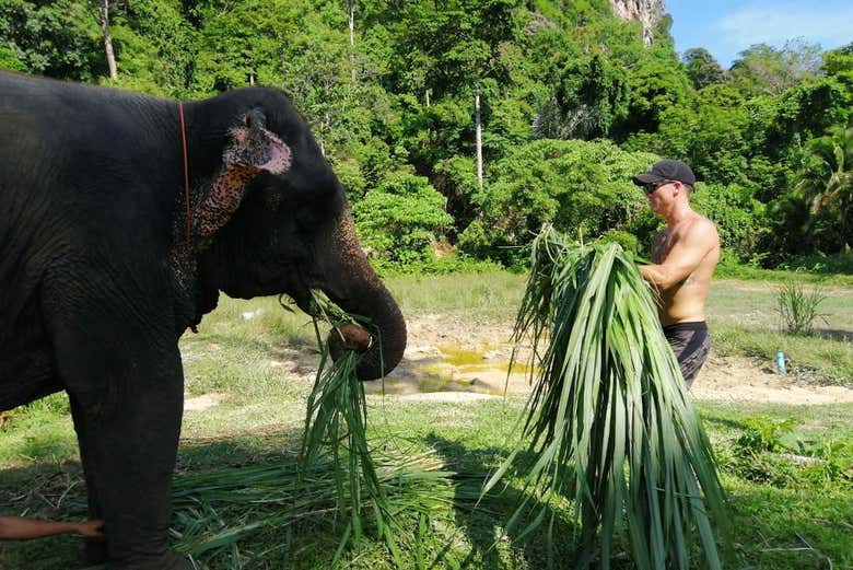 Excursión al santuario de elefantes de Ao Nang