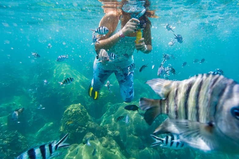 Snorkel en Koh Tao