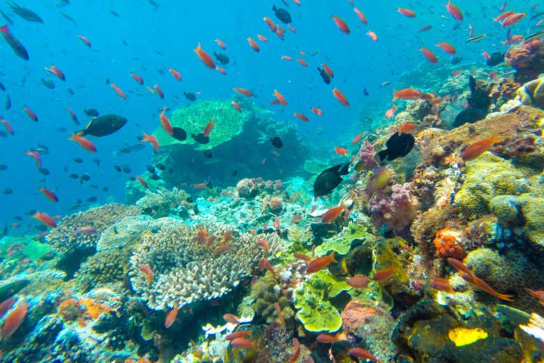Snorkel en Koh Tao