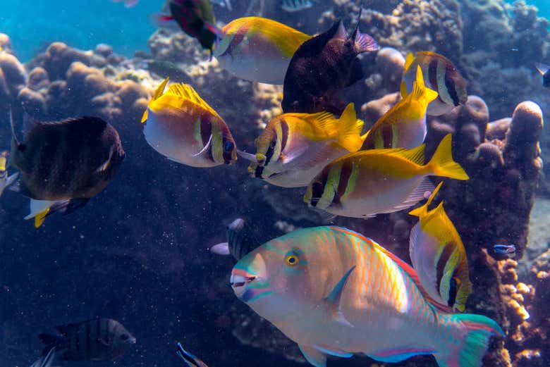 Snorkel en Koh Tao