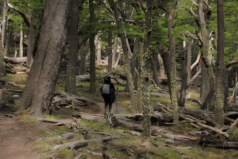 Trekking hasta la laguna de los Tres