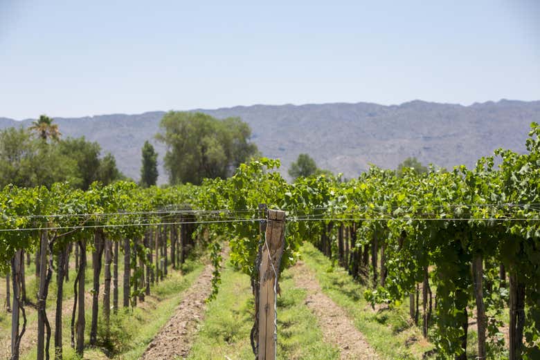 Visita a la bodega Domaine Bousquet