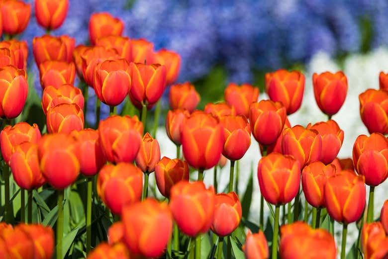 Autobús y entrada a Keukenhof + Paseo en barco por los lagos Kaag