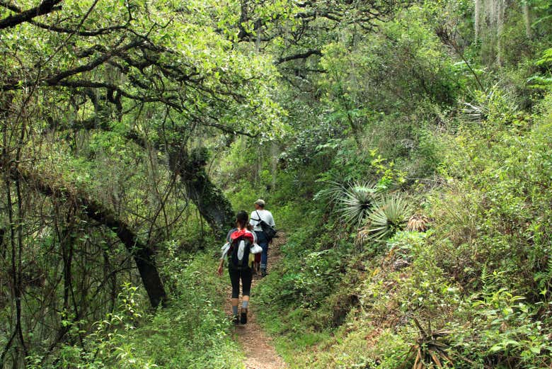 Senderismo por la Sierra Norte de Oaxaca