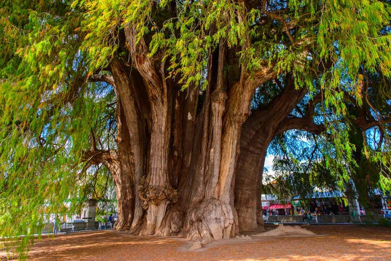 Excursión privada desde Oaxaca