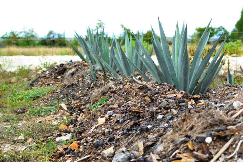 Excursión a Tule y Teotitlán del Valle + Fábrica de mezcal