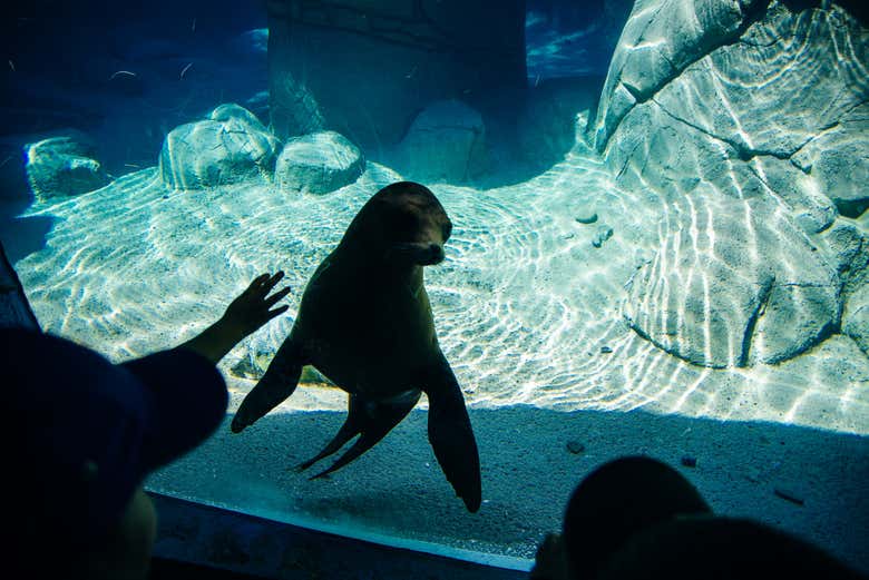Entrada al Acuario Michin Ciudad de México