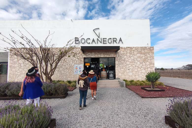 Degustación de vinos en la bodega Freixenet + Cata de quesos en Cava Bocanegra