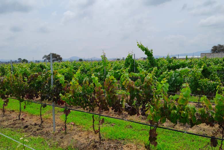 Degustación de vinos en la bodega Freixenet + Cata de quesos en Cava Bocanegra