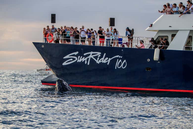 Avistamiento de ballenas en catamarán