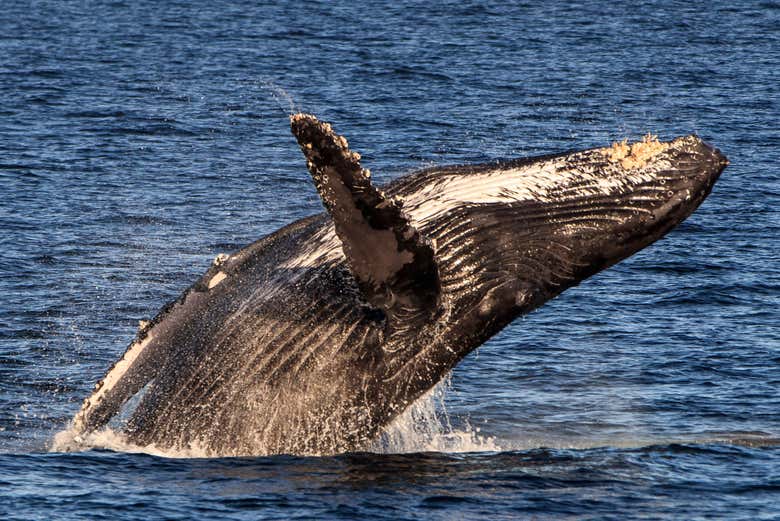Avistamiento de ballenas en catamarán