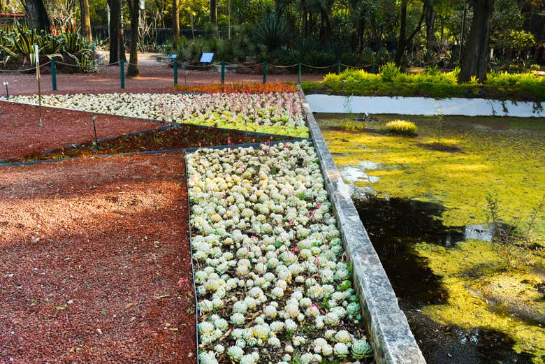 Free tour por el bosque de Chapultepec