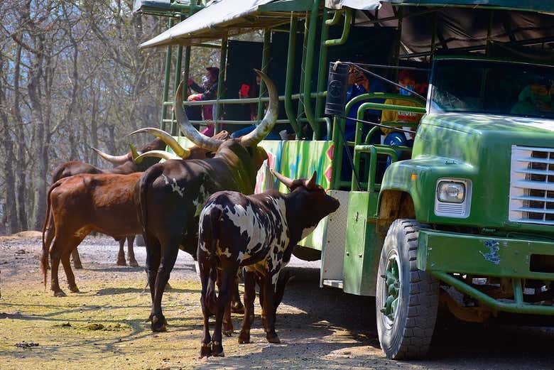 Excursión al Bioparque Estrella