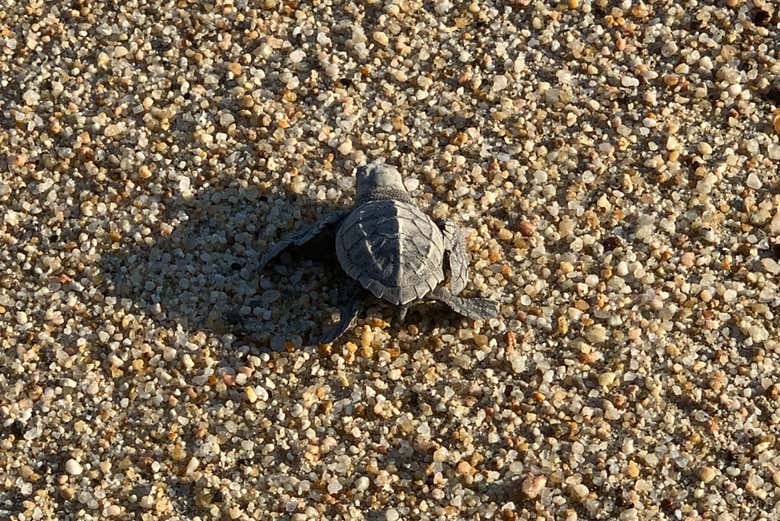 Liberación de tortugas en Los Cabos