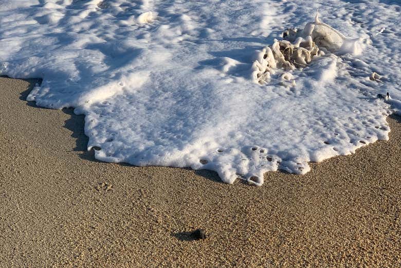 Liberación de tortugas en Los Cabos