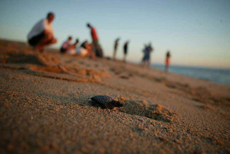 Liberación de tortugas en Los Cabos