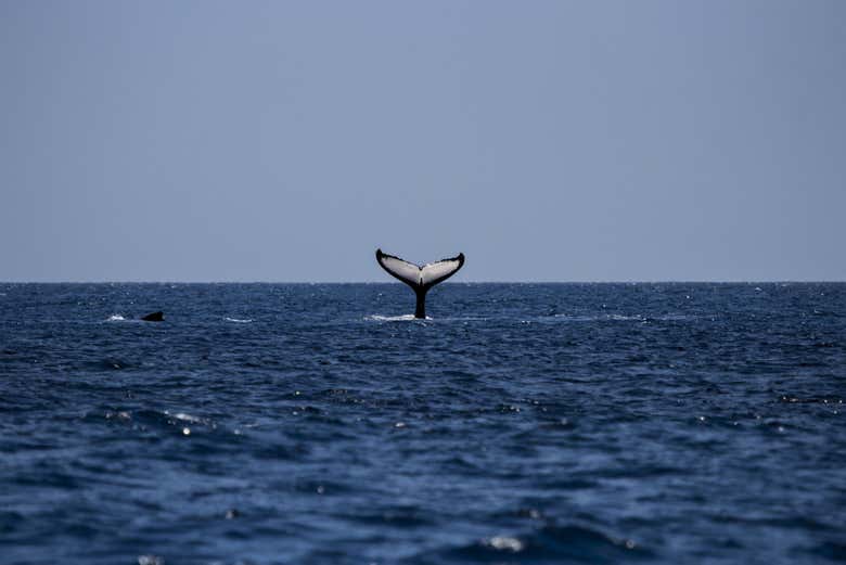 Avistamiento de ballenas + Visita a una fábrica de vidrio
