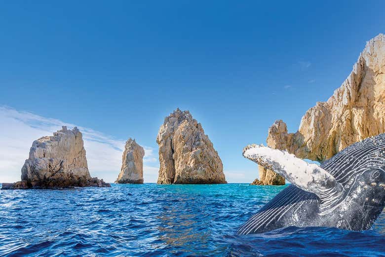 Avistamiento de ballenas + Visita a una fábrica de vidrio