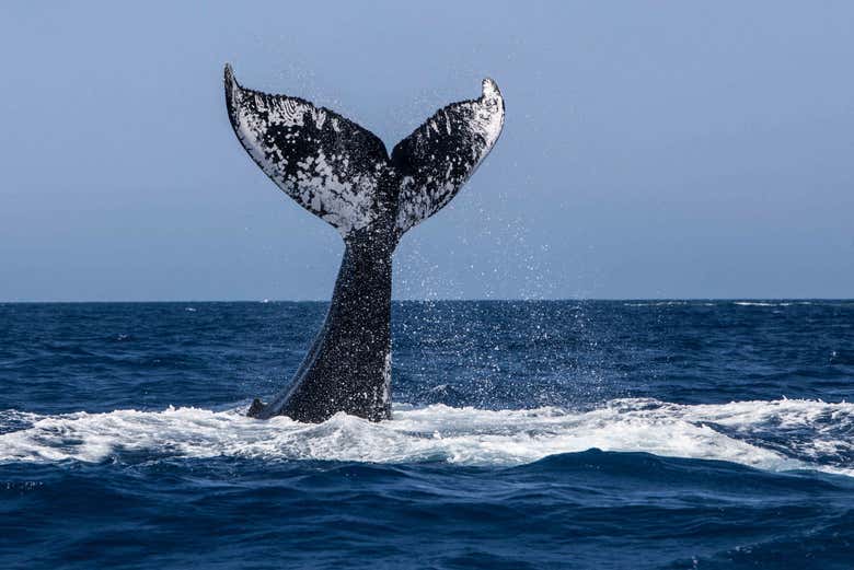 Avistamiento de ballenas + Visita a una fábrica de vidrio