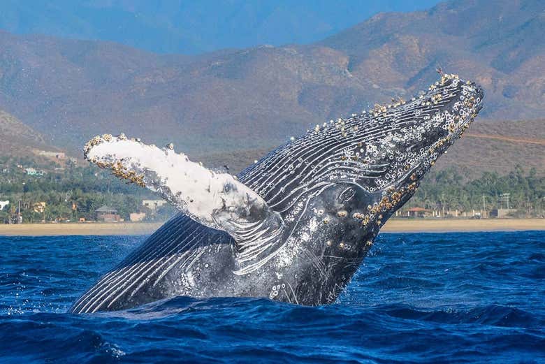 Avistamiento de ballenas + Visita a una fábrica de vidrio