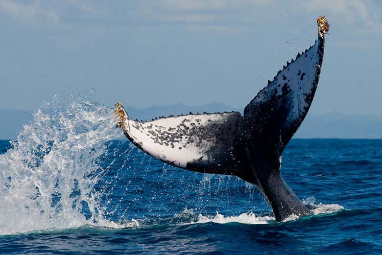 Avistamiento de ballenas + Visita a una fábrica de vidrio