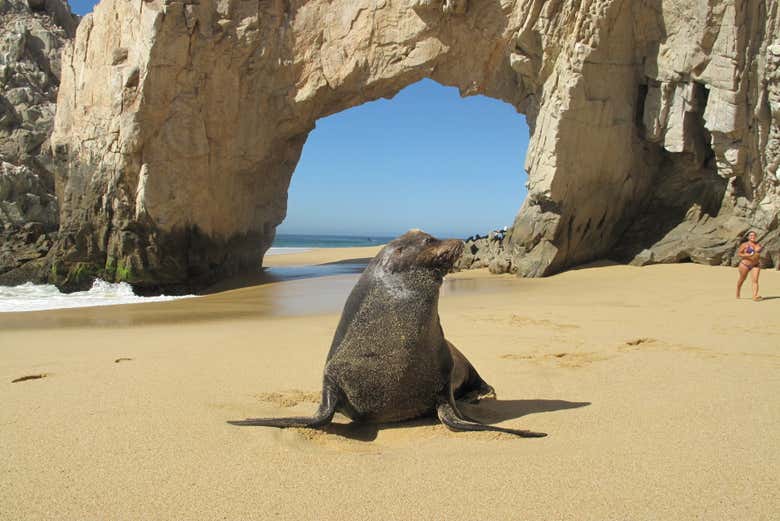 Kayak y snorkel en Los Cabos