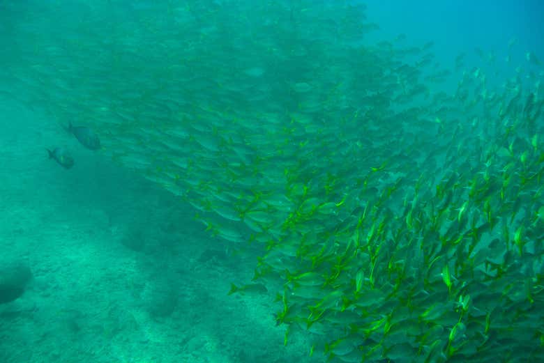 Kayak y snorkel en Los Cabos