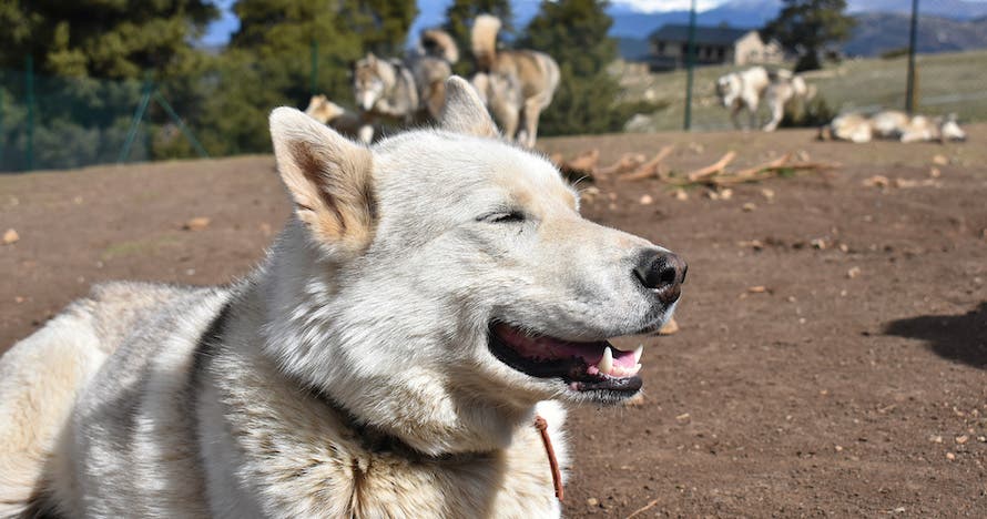 Pack aventura con huskies en Tuixent-La Vansa: Naturaleza y animales