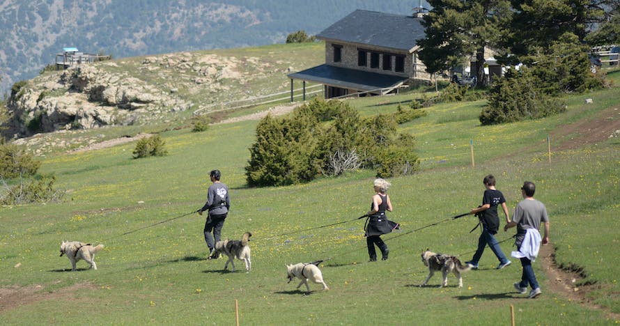 Pack aventura con huskies en Tuixent-La Vansa: Naturaleza y animales