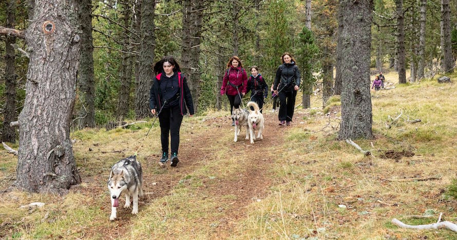 Pack aventura con huskies en Tuixent-La Vansa: Naturaleza y animales