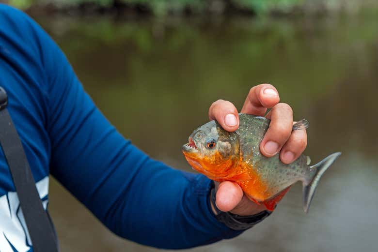 Pesca de pirañas en el río Itaya