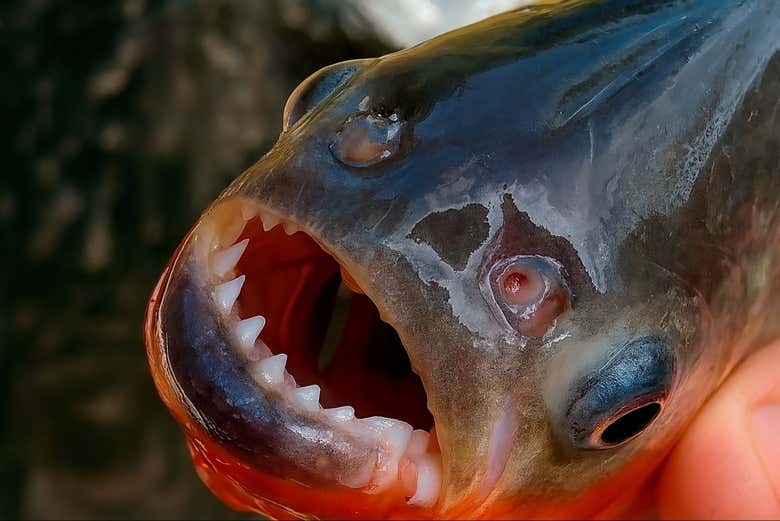 Pesca de pirañas en el río Itaya